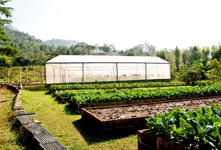 The Green houseの写真素材