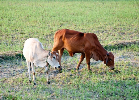 The Young cowの写真素材