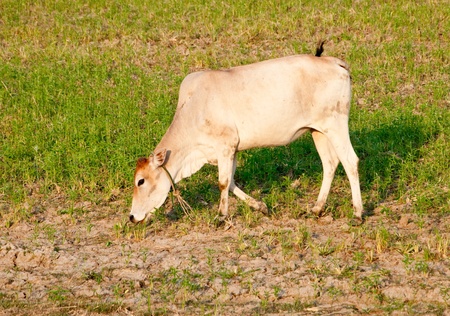 The Young cowの写真素材