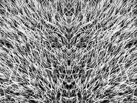 The Abstrxct of grassland