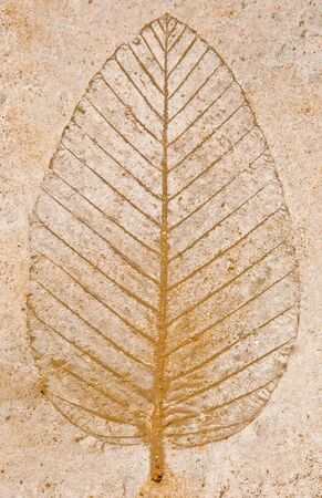 The Imprint of leaf on floorの写真素材