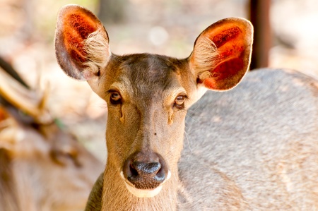 The Deerの写真素材