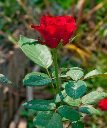 The Red roseの写真素材