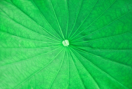 The Green leaf of  lotusの写真素材