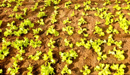 The Rows of vegetable plants growing on a farm