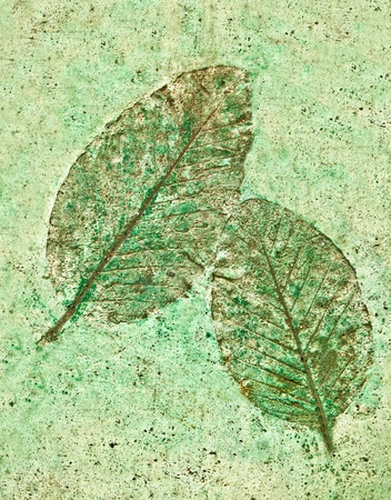 The Leaf imprint in concreteの写真素材