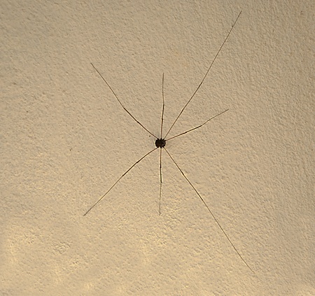 The Spider on wall backgroundの写真素材