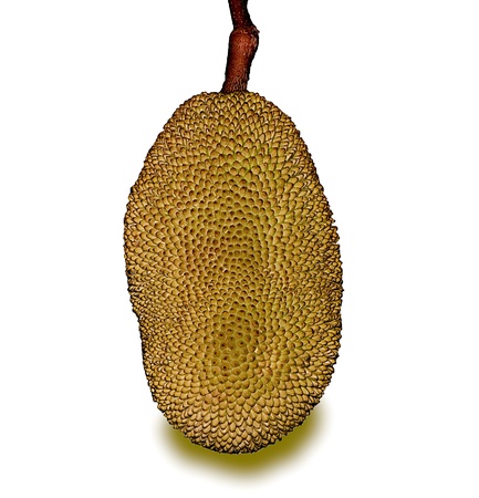 The Jackfruit isolated on white background