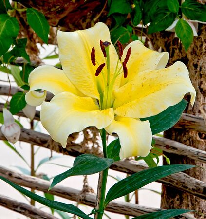 The Beautiful lilly flowerの写真素材
