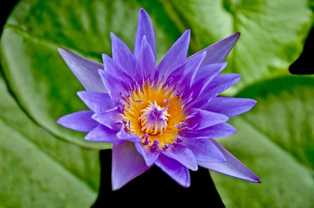 The Beautiful lotusの写真素材