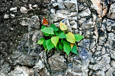 The Green leaf on rock wall backgroundの写真素材