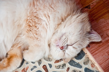The Cat sleepingの写真素材