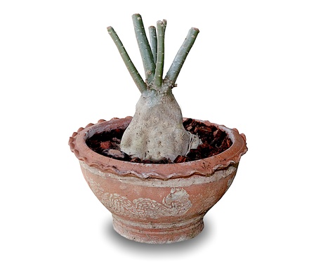The Desert rose or Ping Bignonia in flowerpot isolated on white backgroundの写真素材