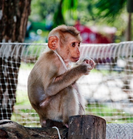 The Young monkeyの写真素材