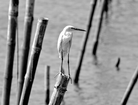 The Egret hold on bamboo