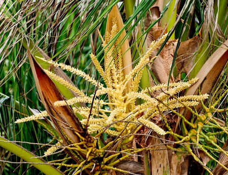 The Young coconut treeの写真素材