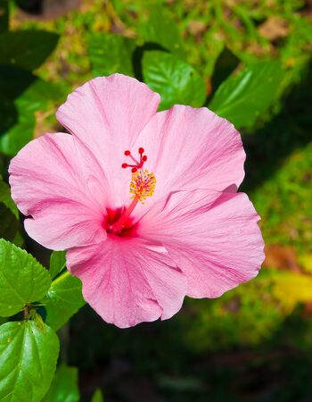The Closeup pink hibiscus flowerの写真素材
