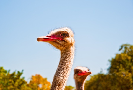 The Head of ostrichの写真素材
