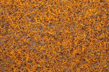 The Pollen of marigold flower on bamboo trayの写真素材