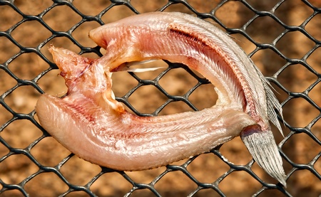 The Closeup dried fish of snakehead fish