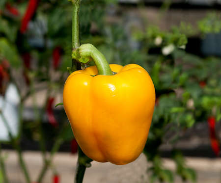 The Sweet yellow pepper on farmの写真素材