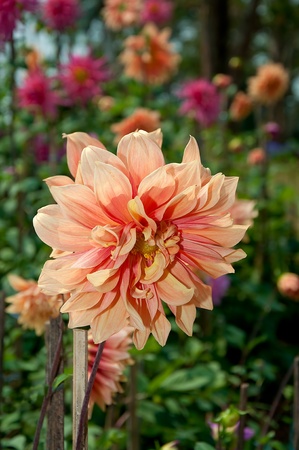 The Beautiful orange flowerの写真素材