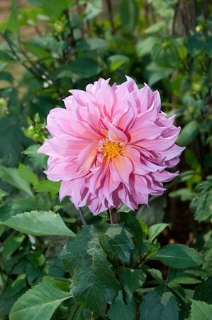 The Beautiful pink flowerの写真素材