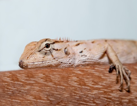 The Closeup of  Lizard on woodの写真素材