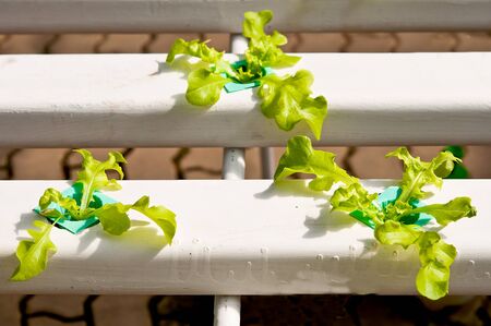 The Organic hydroponic vegetable gardenの写真素材