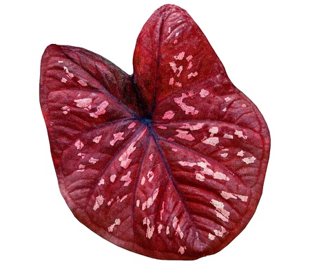 The Red caladium leaf isolated on white backgroundの写真素材