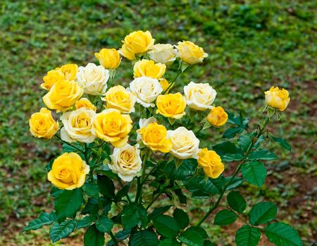 The Yellow and white roseの写真素材