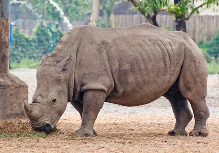 The Rhino eating grass straw in zooの写真素材
