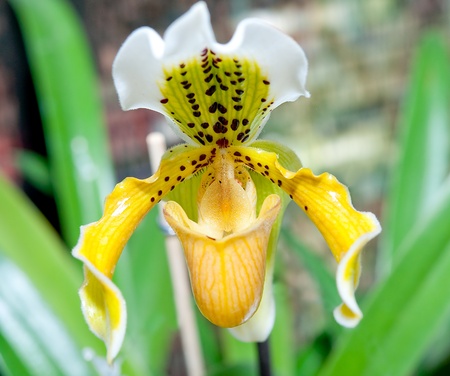 The Beautiful paphiopedilumの写真素材