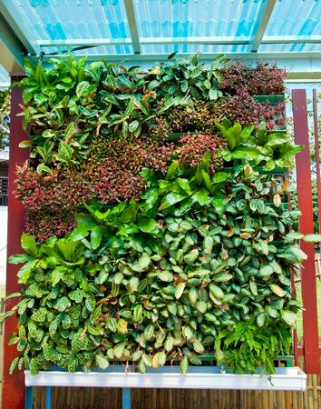 The Art of ornamental plantsの写真素材