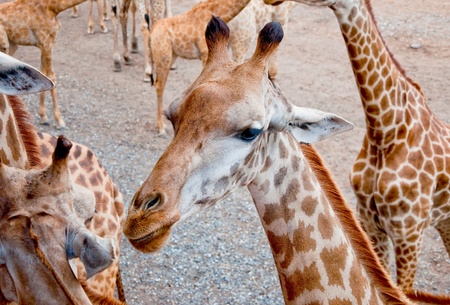 The Giraffeの写真素材