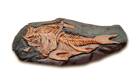 The Model fossil of ancient fishの写真素材