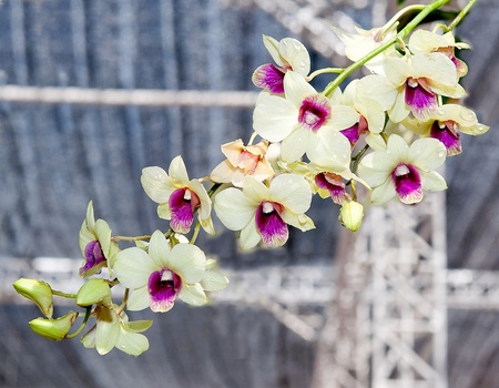 The Beautiful orchidの写真素材