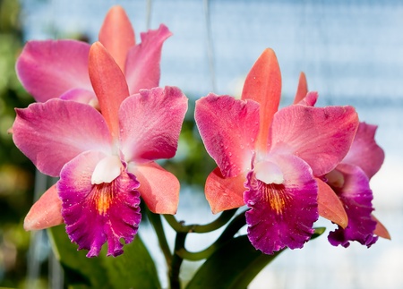 The Beautiful orchidの写真素材