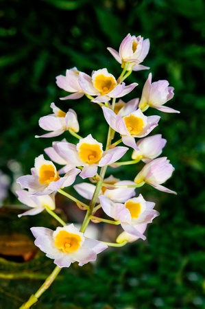 The Beautiful orchidの写真素材