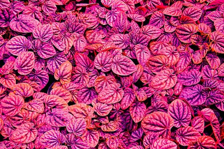 The abstract of leaf background textureの写真素材