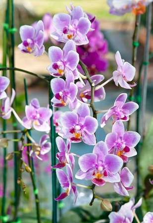 The Beautiful orchidの写真素材