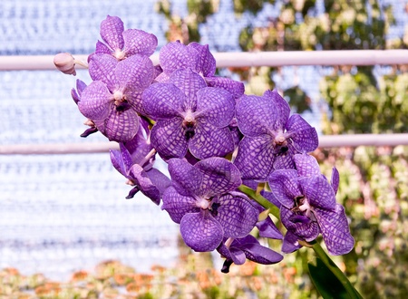 The Beautiful orchidの写真素材