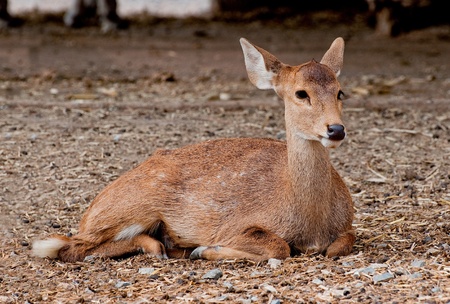 The Deer in zooの写真素材