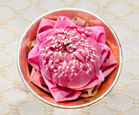 The Pink lotus on brass cupの写真素材