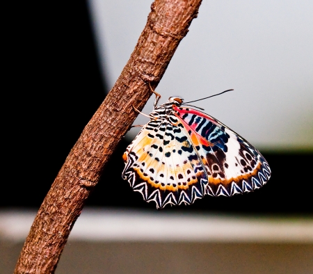 The Butterflyの写真素材
