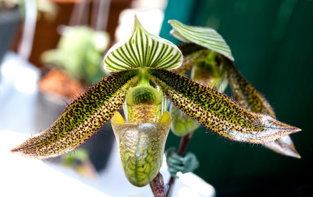 The Beautiful paphiopedilumの写真素材