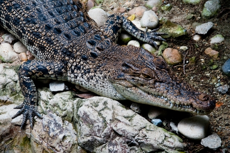 The Crocodileのeditorial素材