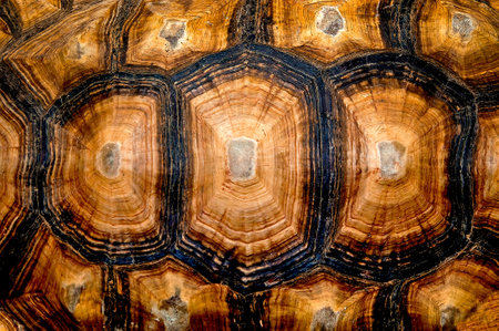 Close up view of the hexagonal texture of a turtle shellの写真素材