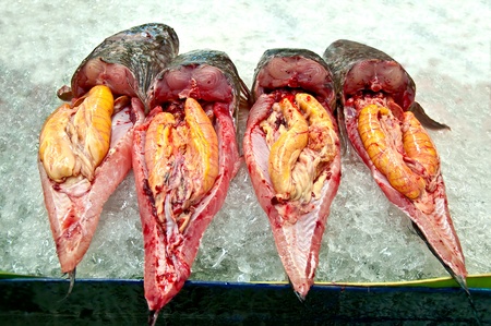 The Striped snakehead fish with eggの写真素材