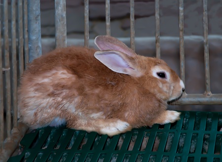 Rabbitの写真素材